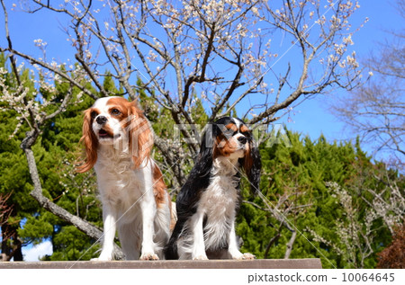 It's spring♪ 10064645