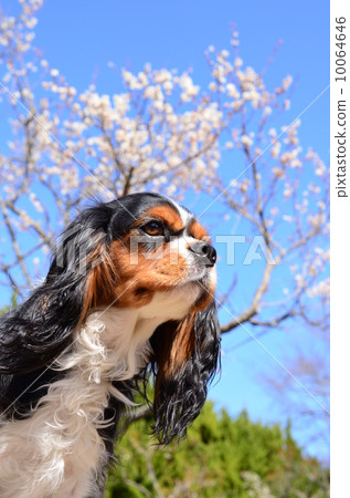 It's spring♪ 10064646