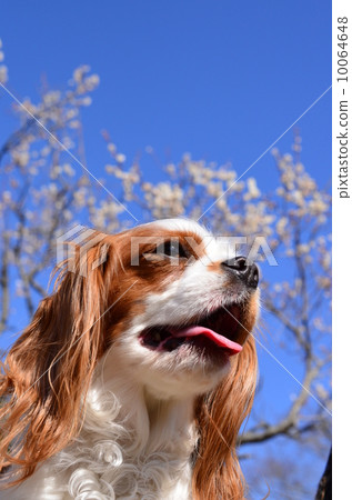 春天了♪ 10064648