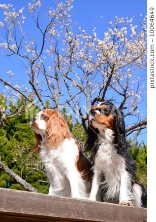 春天了♪ 10064649