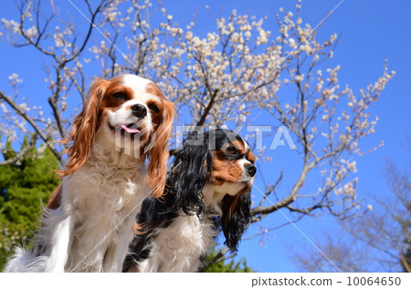 春天了♪ 10064650