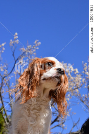 好天氣！ 10064652