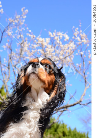 好天氣! 好天氣! 10064653