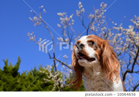 春天了♪ 10064656