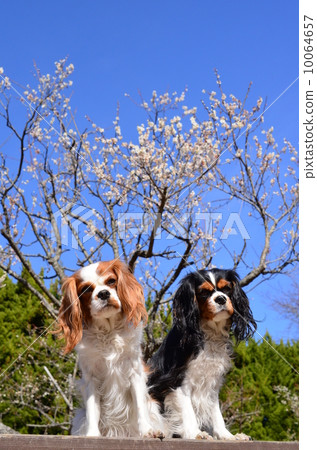 為了納阿！ ？ 10064657