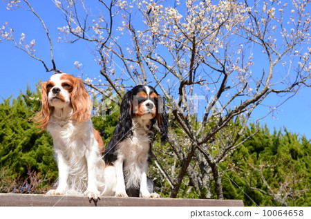 春天到了♪ 10064658