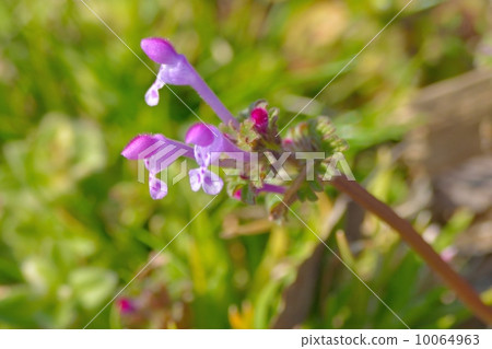 Lamium amplexicaule 10064963