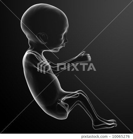 Human fetus 10065276