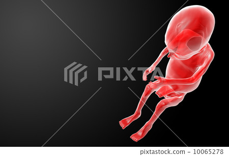 Human fetus 10065278