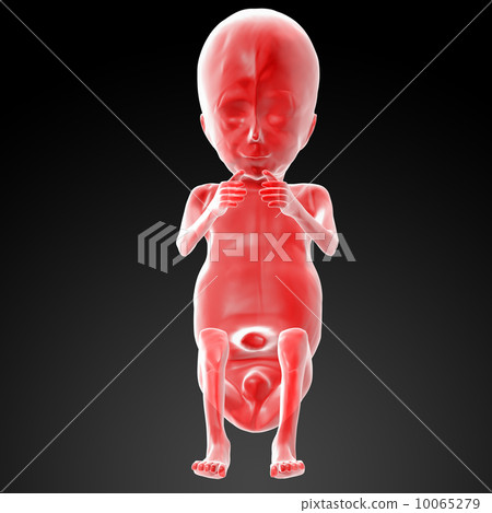 Human fetus 10065279