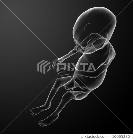 Human fetus 10065280