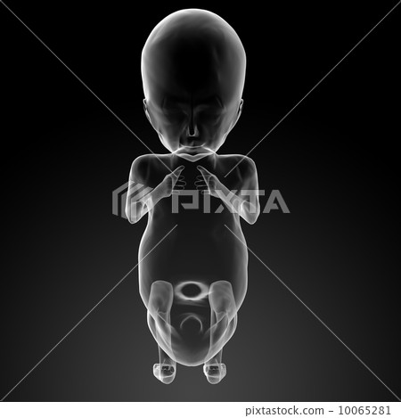 Human fetus 10065281