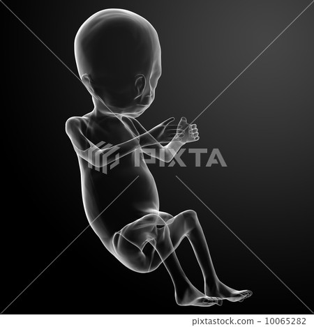 Human fetus 10065282