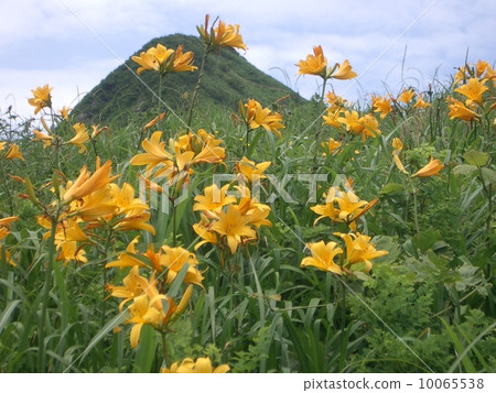 夏季甘草 10065538