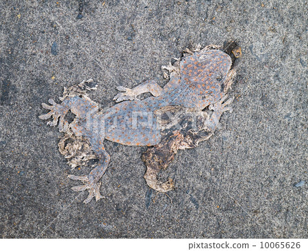 Dead body of gecko 10065626