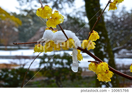 Snow and Rowbai (Kyoto Imperial Palace / Kyoto Ward, Kyoto City) 10065766