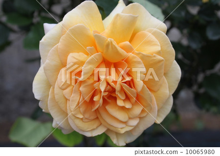 Ikuta green area rose garden (former Odakyu Mukogaoka amusement park) rose 12 10065980