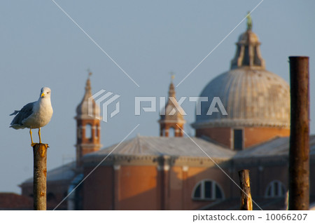The seagull of Venice The seagull of Venice 10066207