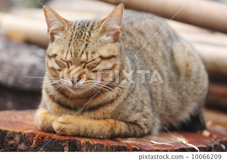 tiger stripe, tiger striped, feline 10066209