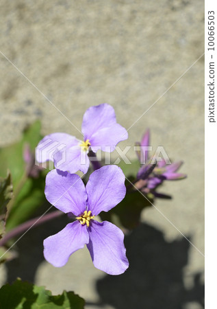 Murasakihanana（紫色綠色花） 10066503