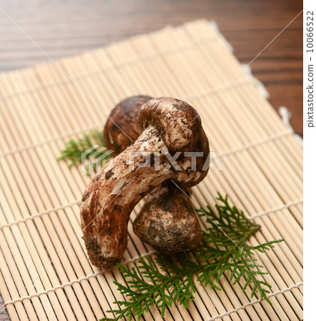 松茸 松茸 10066522
