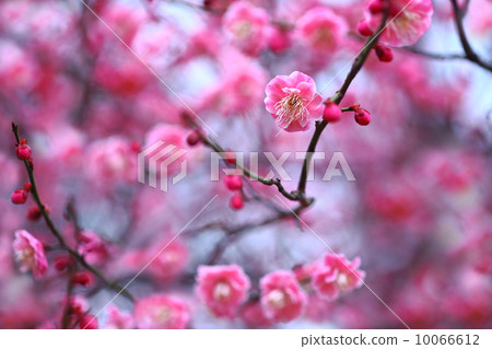 Red-bloom in full bloom Red-bloom in full bloom 10066612
