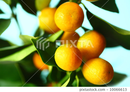 水果著色金桔 水果著色金桔 10066613