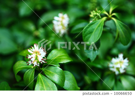 花開 10066650