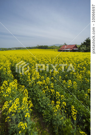 Rape blossoms 10066697