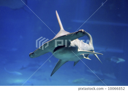 Red shark shark Red shark shark 10066852