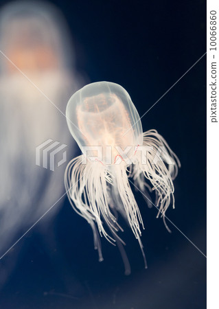 Kamikuragake 10066860