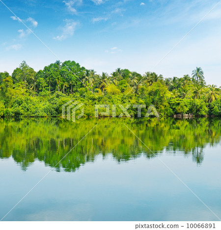Mangroves and blue sky Mangroves and blue sky 10066891