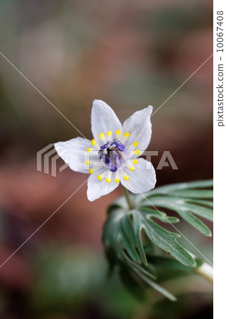 Setsubunsou 10067408