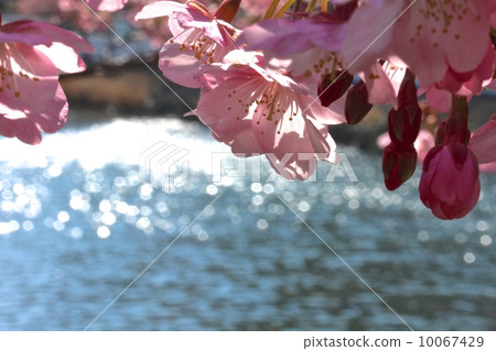 Kawazu cherry tree in Kawazu town 10067429