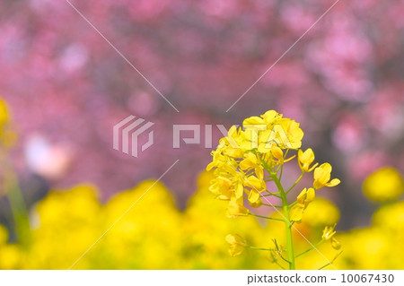 Rape flowers and Kawazu cherry tree in Kawazu town 10067430