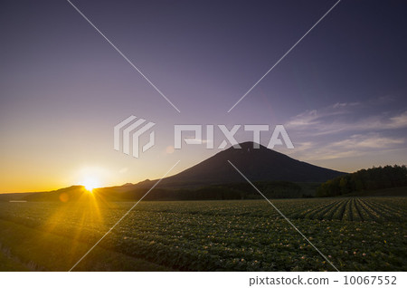 Dusk of potato field Dusk of potato field 10067552