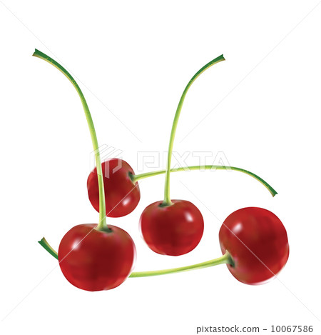 Four appetizing mature cherries on a pink background 10067586