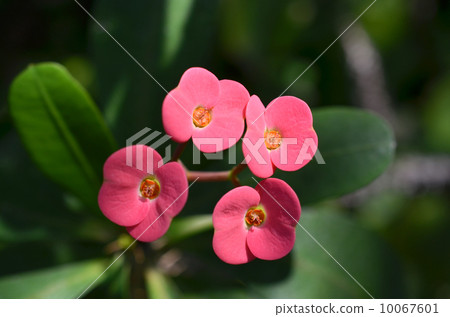 Hanakilin Hanakilin 10067601