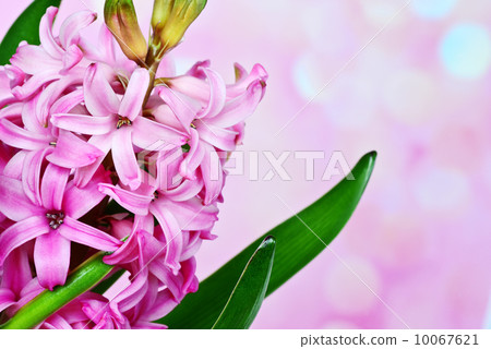 Pink hyacinth Pink hyacinth 10067621