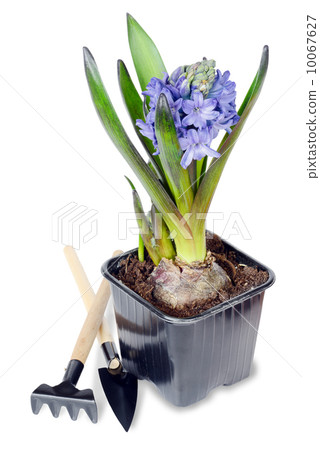 Blue hyacinth Blue hyacinth 10067627