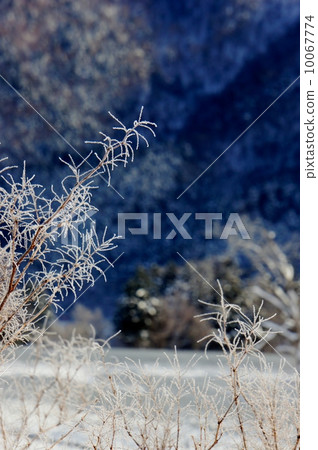 一棵樹 一棵樹 10067774