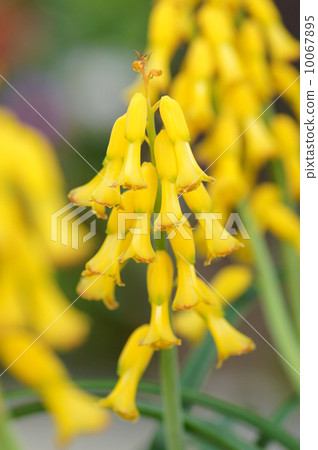 Rasnaria · Aloides Rasnaria · Aloides 10067895