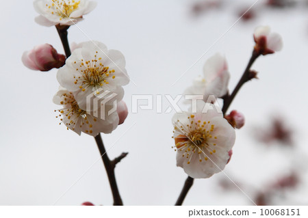 梅花 10068151