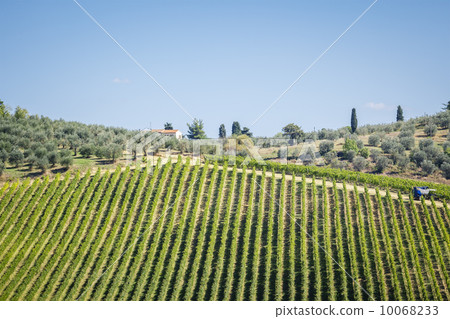Wine Hill Italy Wine Hill Italy 10068233