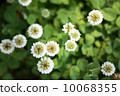 Clover  10068355