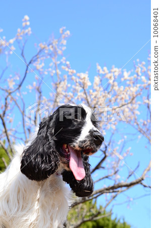 It's spring♪ It's spring♪ 10068401