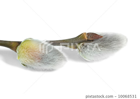 Willow catkins Willow catkins 10068531
