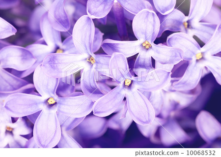 Lilac Lilac 10068532