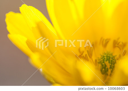 阿多尼斯拉莫薩 10068603