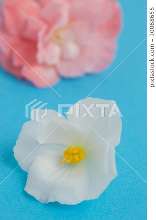 Begonia flowers Begonia flowers 10068658